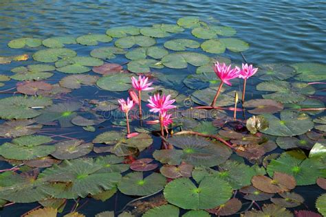  「蓮池図」：神秘的な水面と華麗なる蓮の花の描写！